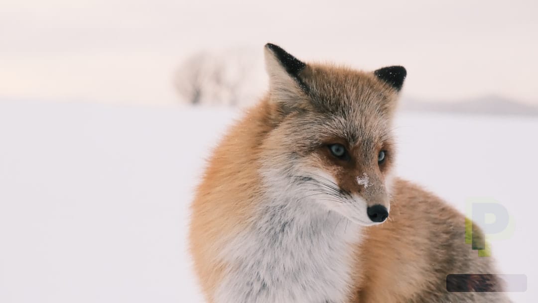 مارول رائیولز سیزن 7 میں وائٹ فاکس کی آمد: پاکستانی و خلیجی گیمرز کی حکمت عملی کیسے بدلے گی؟